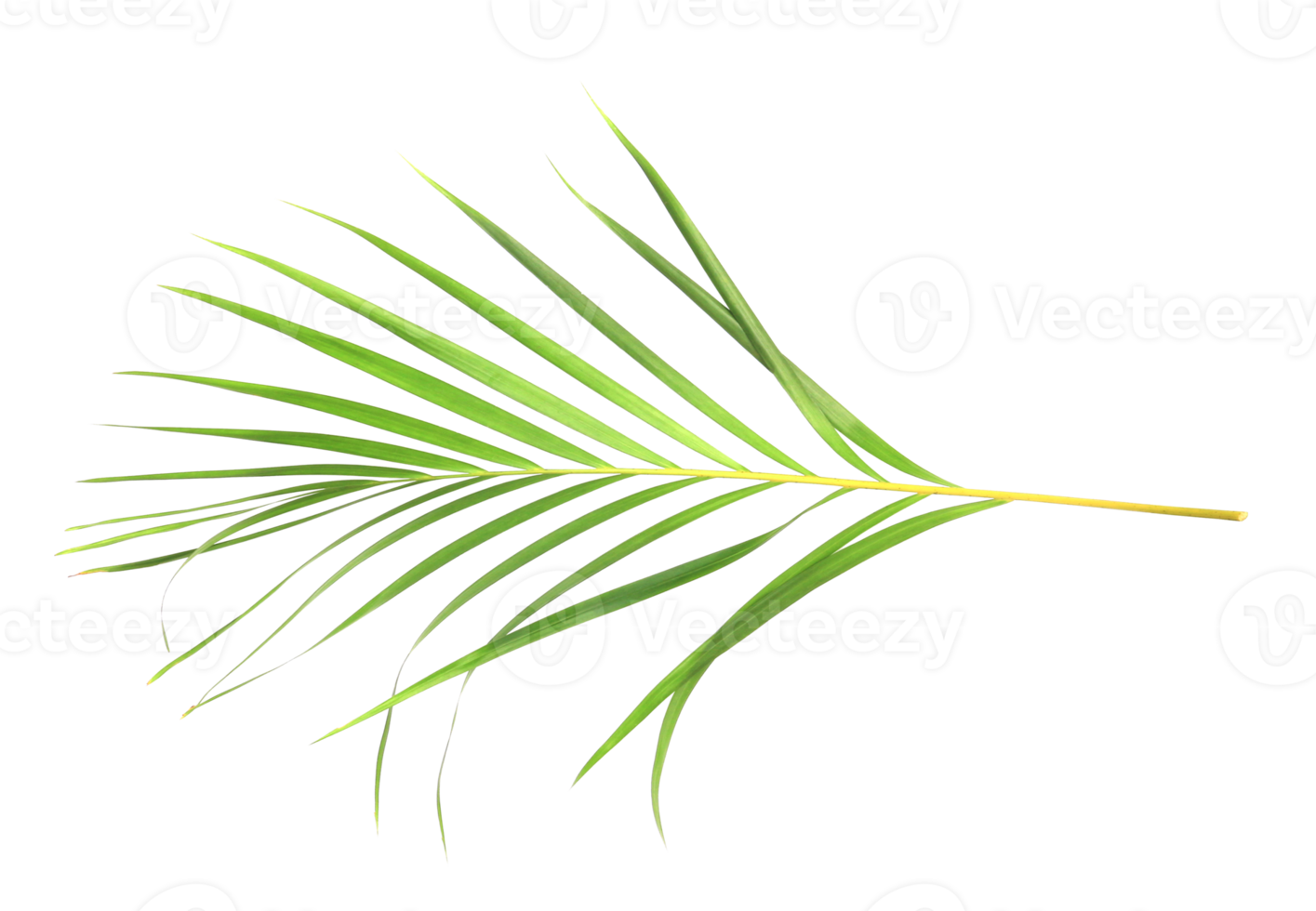 tropisch natuur groen palmblad geïsoleerd op transparante patroon achtergrond png-bestand png