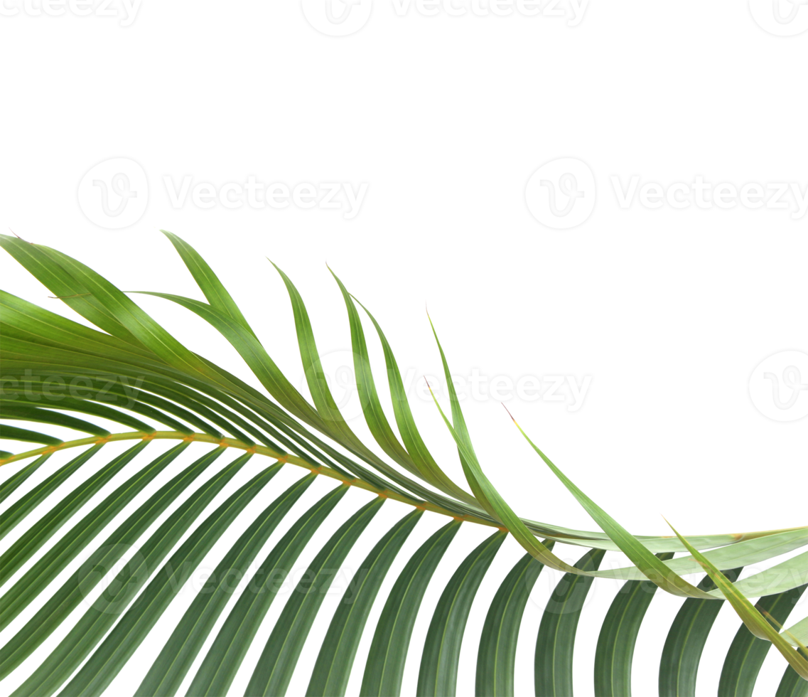 grönt blad av palmträd på transparent bakgrund png-fil png