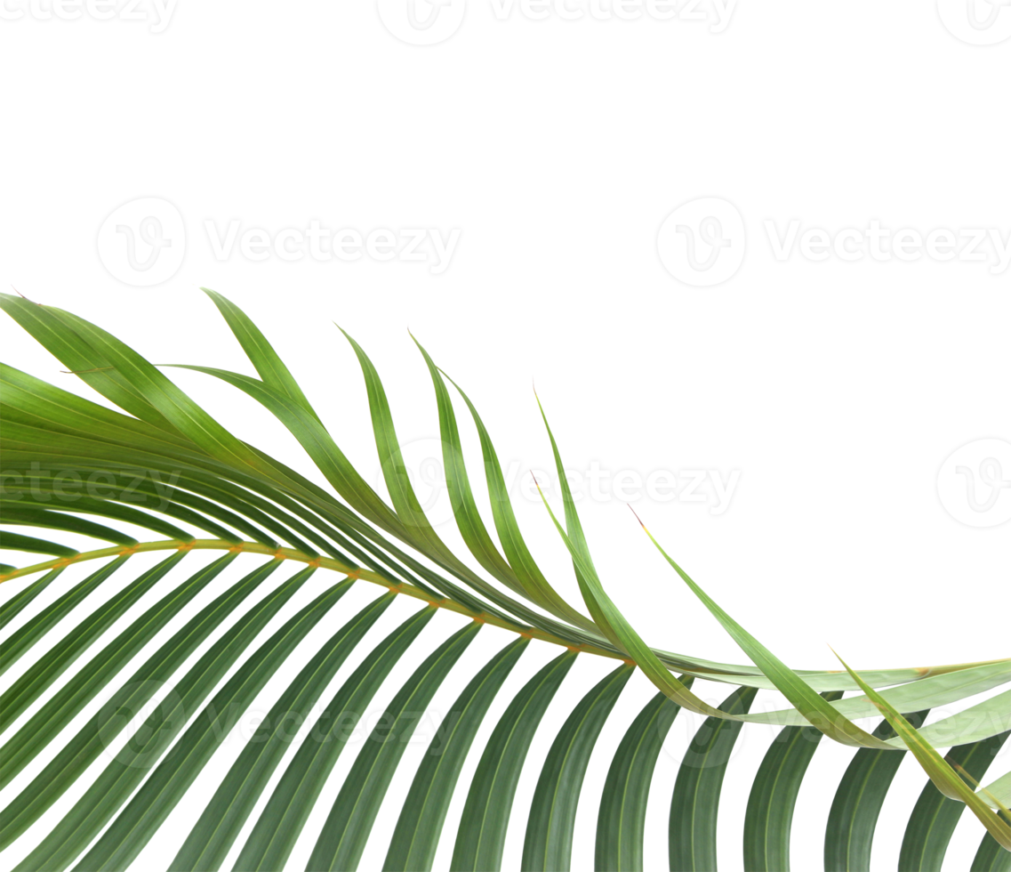 green leaf of palm tree on transparent background png file