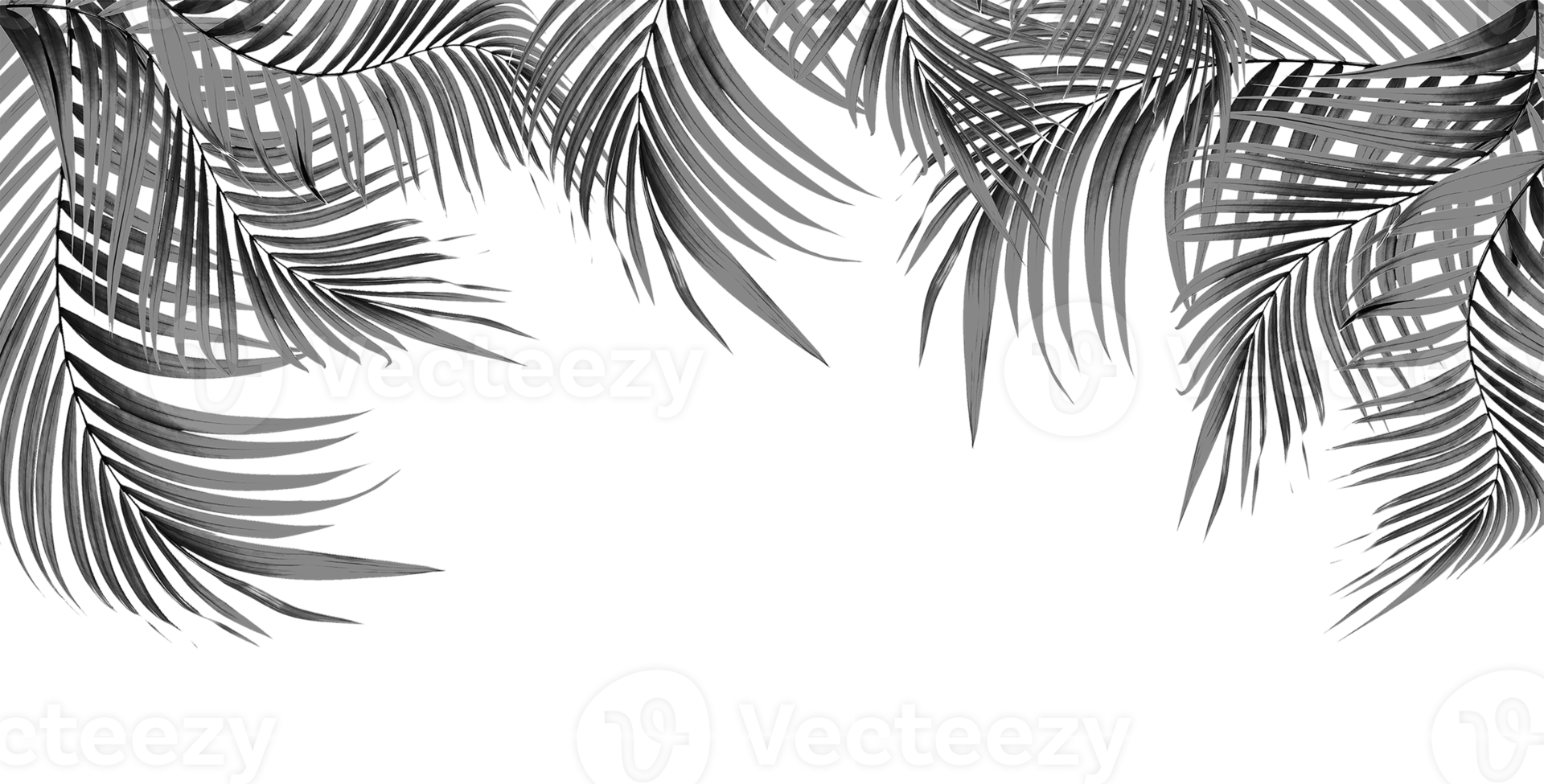 black leaf of palm tree on transparent background png file