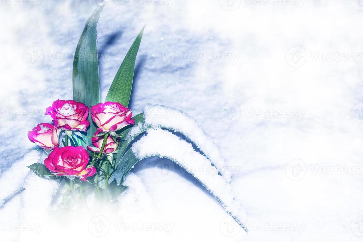 Fresh flowers in the snow. Frozen rose. photo