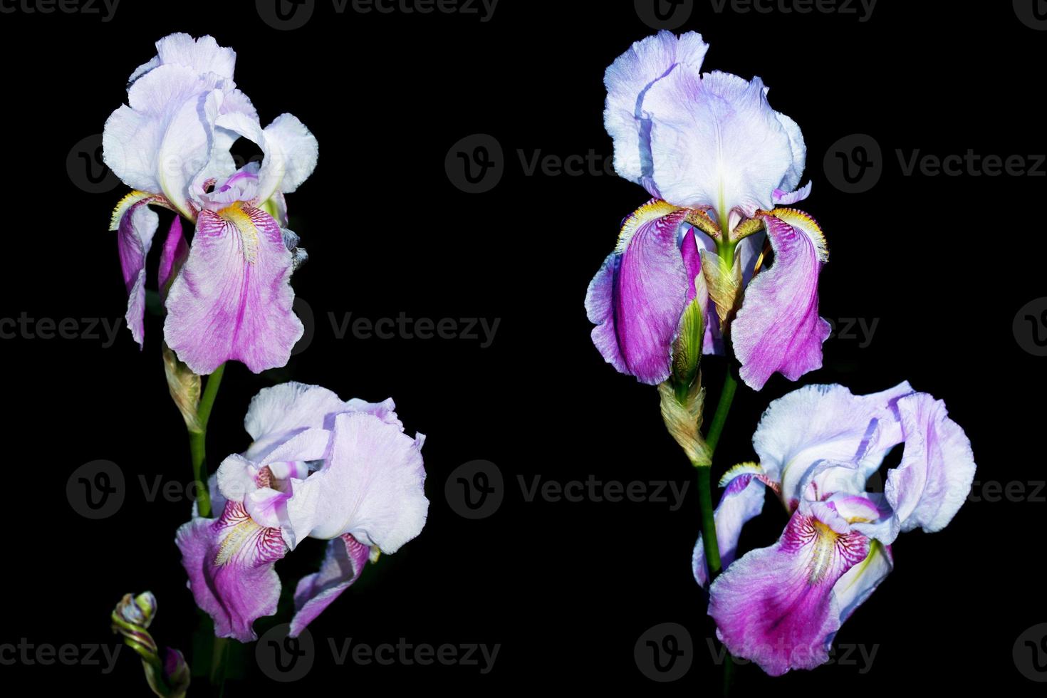 Colorful irises flowers isolated on black background. photo