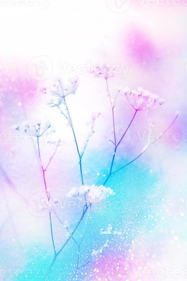 Blurred frozen grass. Winter abstract background. Landscape. photo