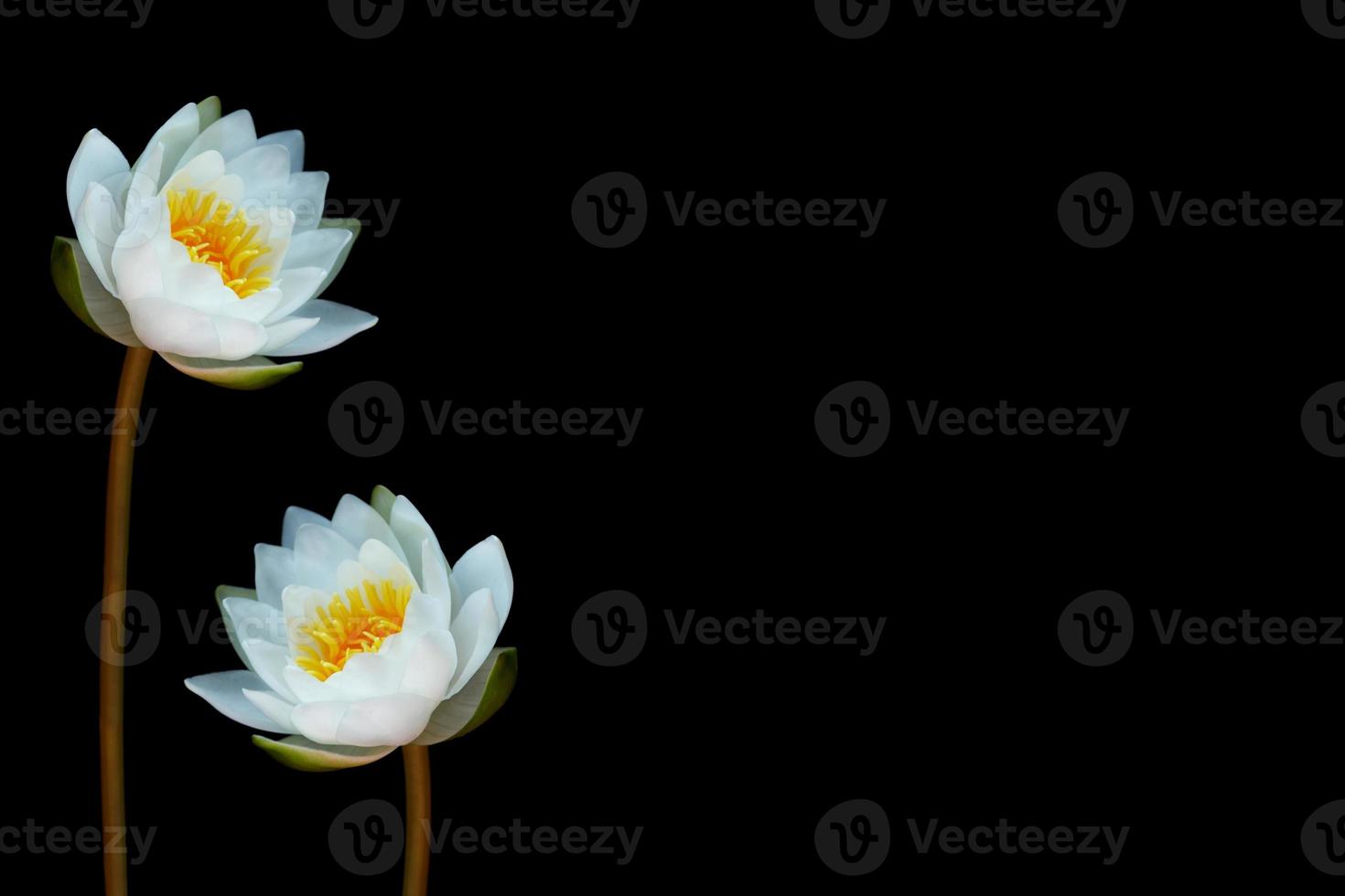 Flower water lily isolated on black background. photo