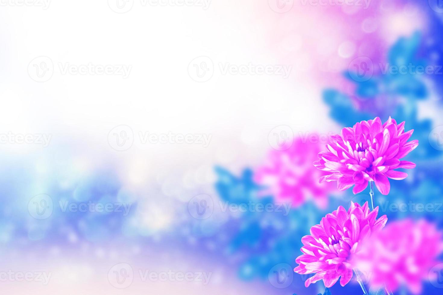 Colorful chrysanthemum flowers on a background of the autumn landscape photo