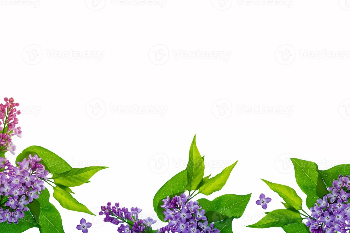 spring flowers lilac photo