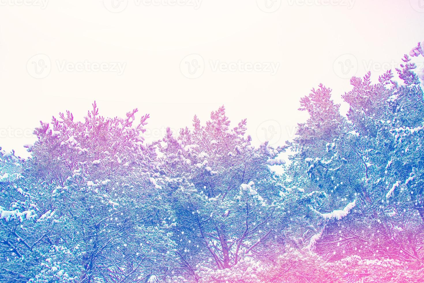 Frozen winter forest with snow covered trees. photo