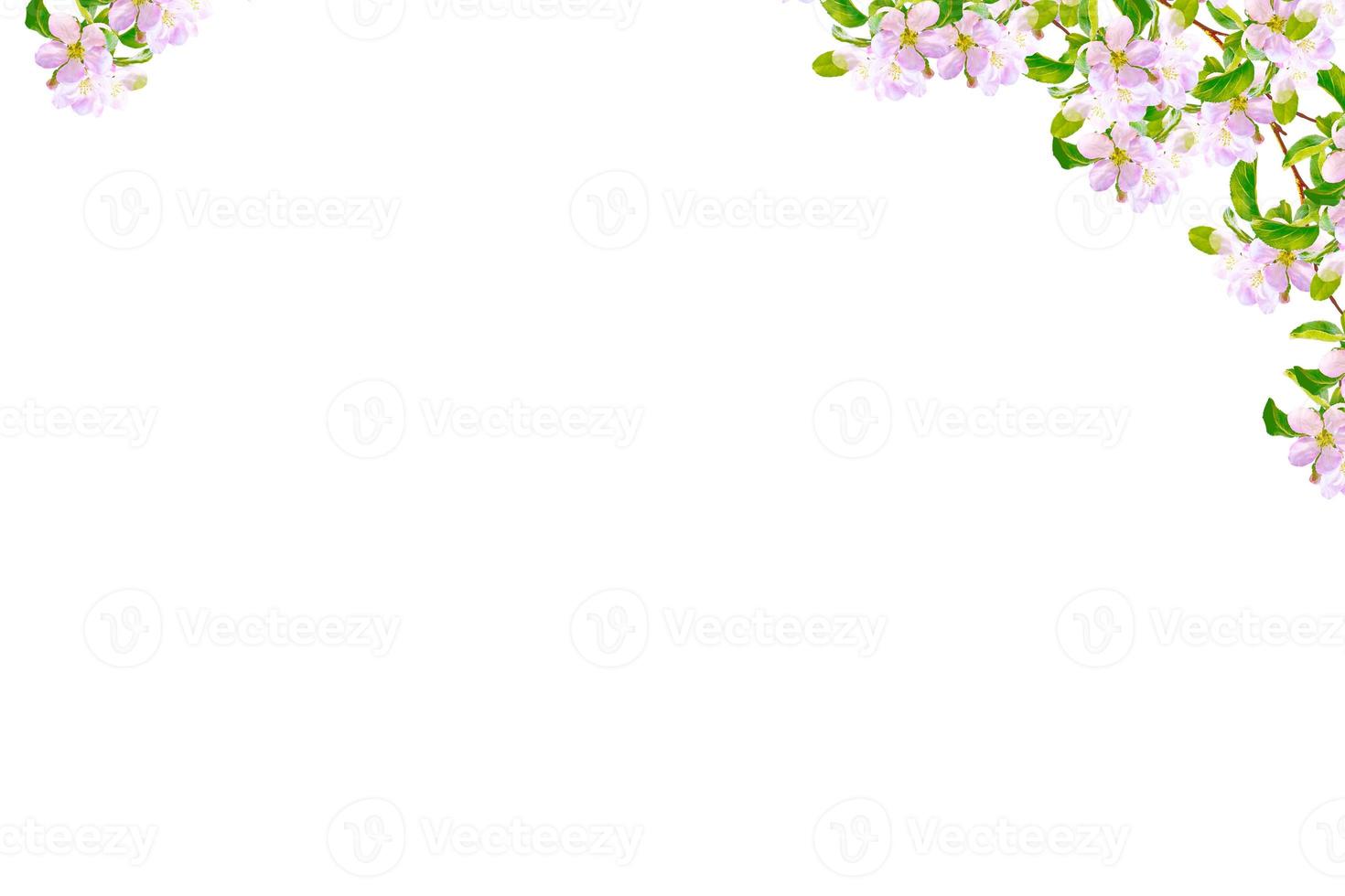 Flowering branch of cherry isolated on a white background. photo