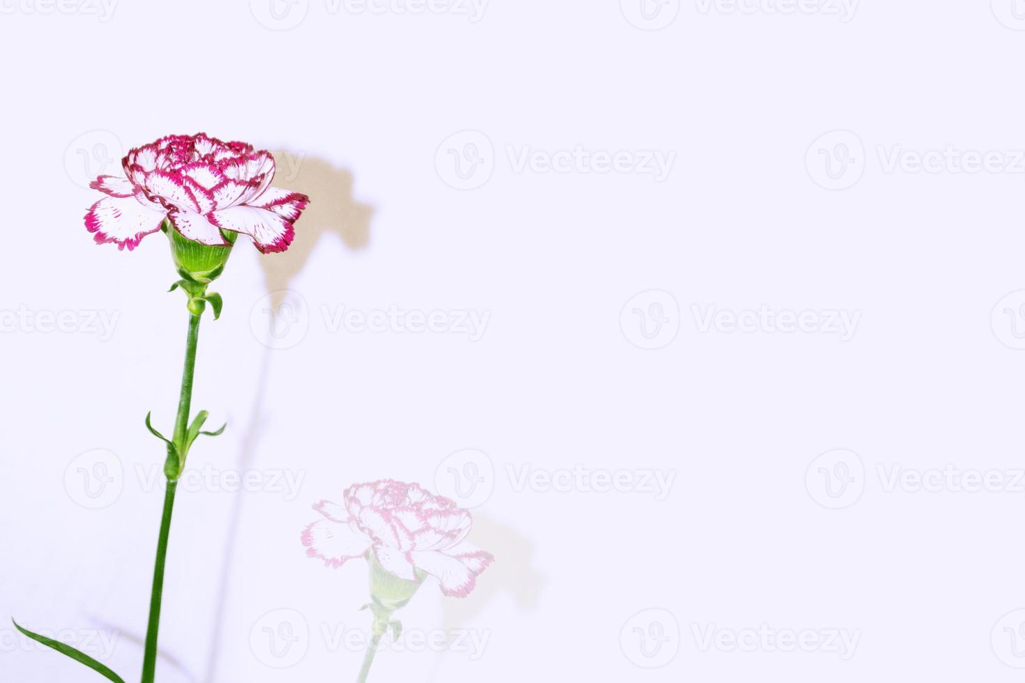 branch carnation flowers isolated on white background photo