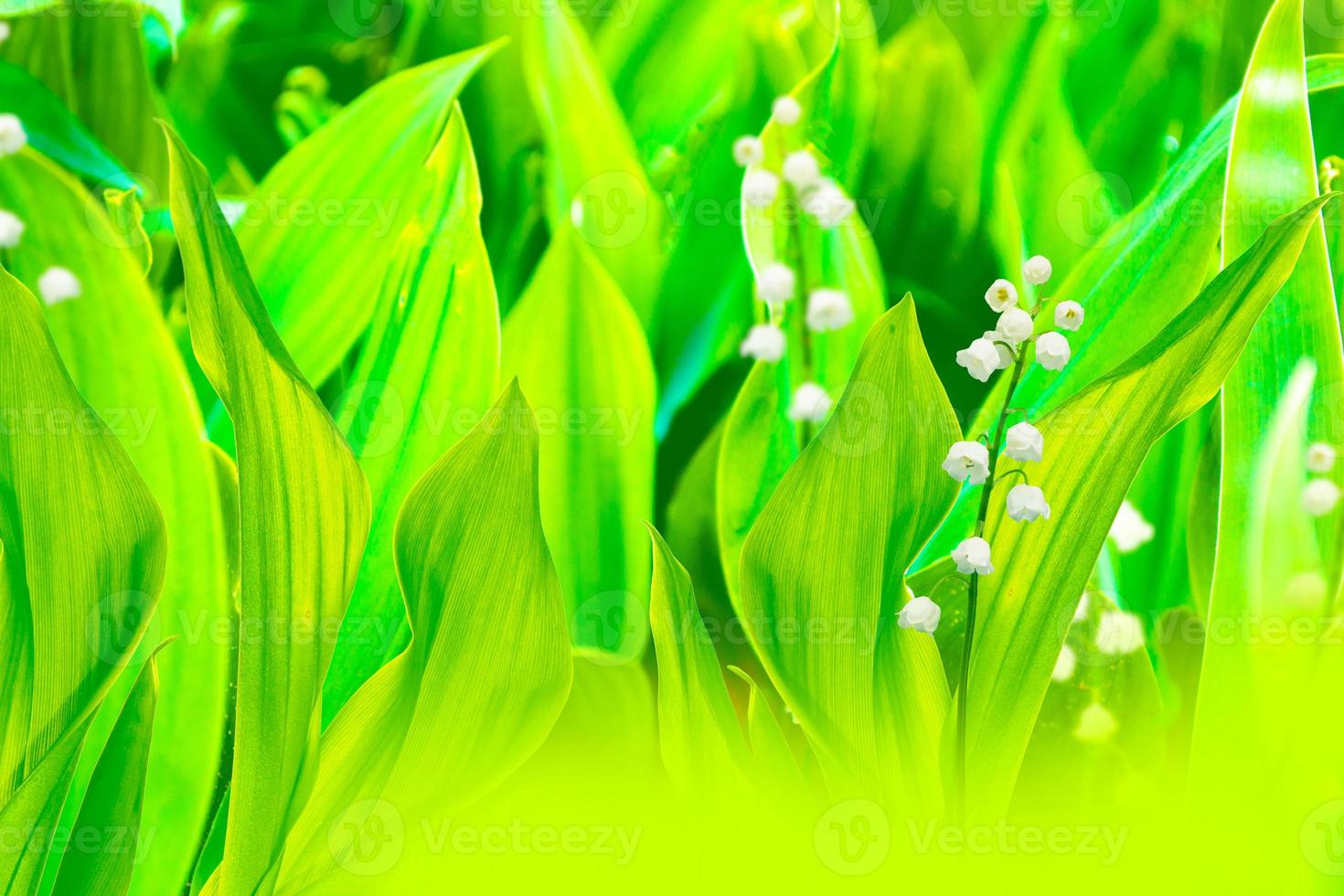 Spring landscape. flowers lily of the valley photo