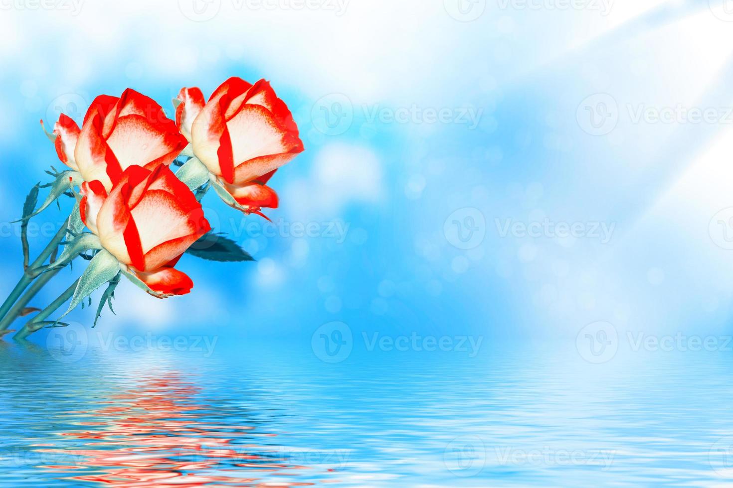 bright colorful rose bud. Isolated flower. photo