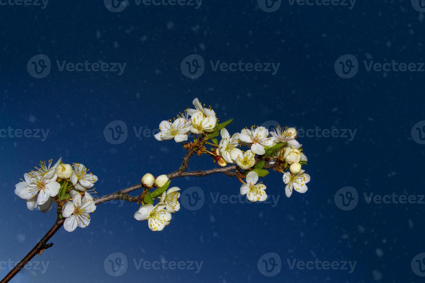 Blossoming branch cherry. nature photo