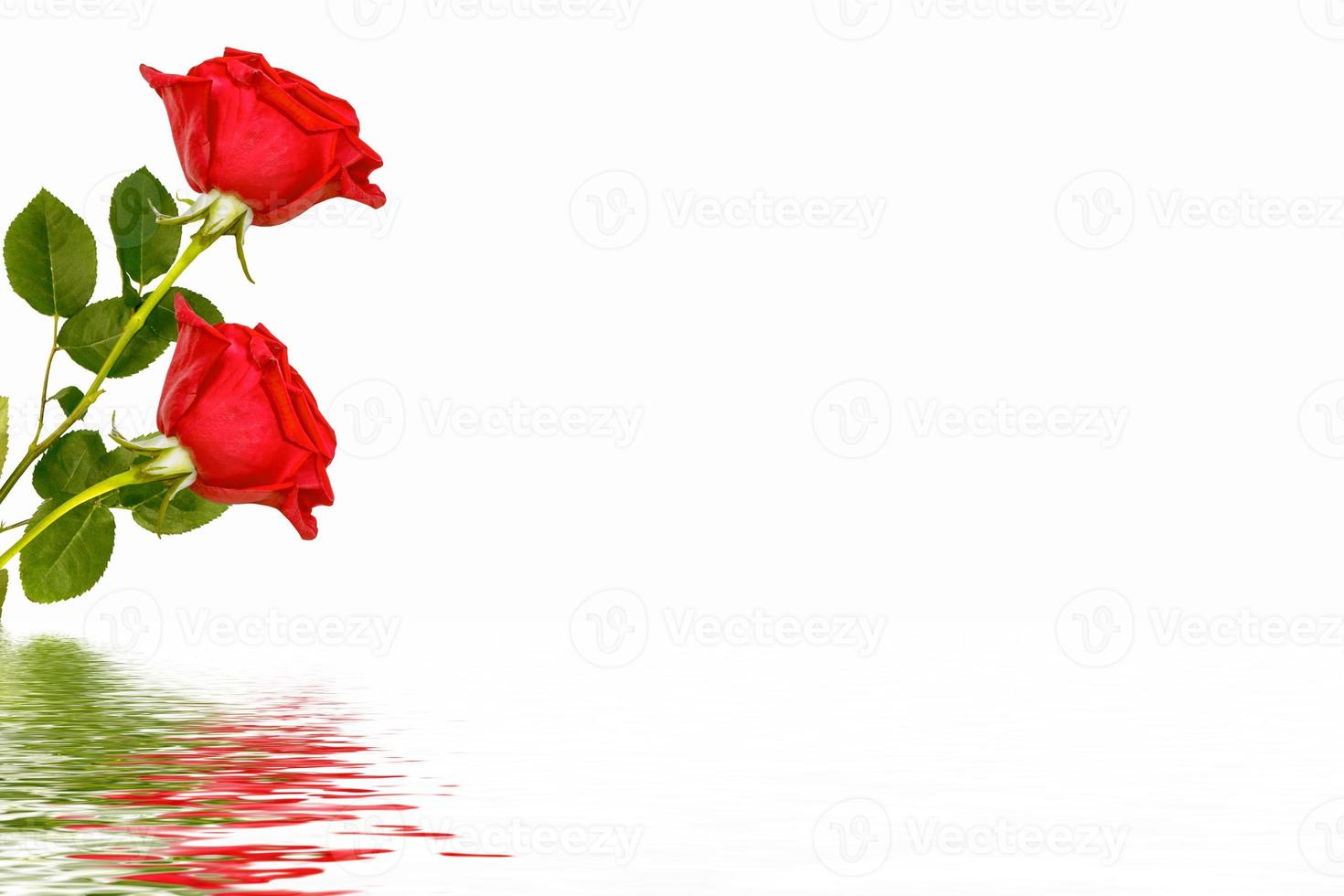 Flower bud roses on a white background photo