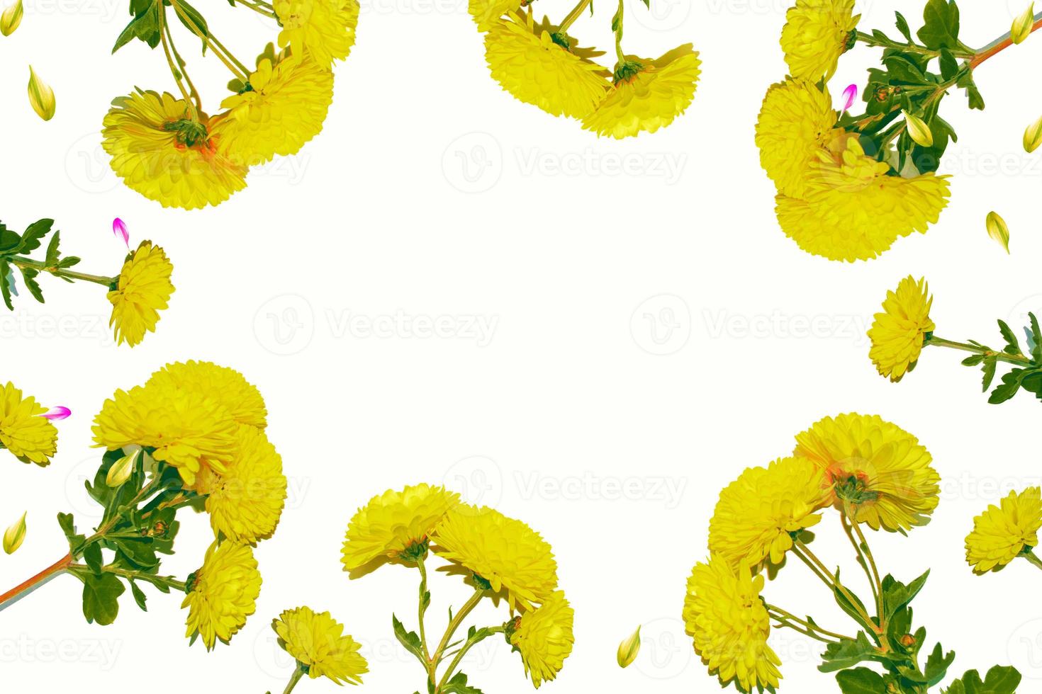 Colorful autumn flowers of chrysanthemum photo