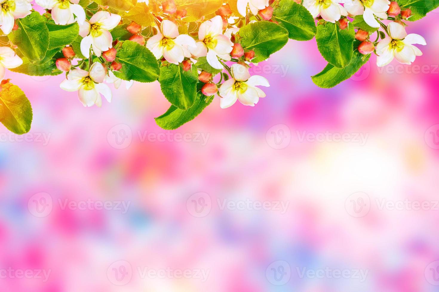 Blossoming branch apple. Bright colorful spring flowers photo
