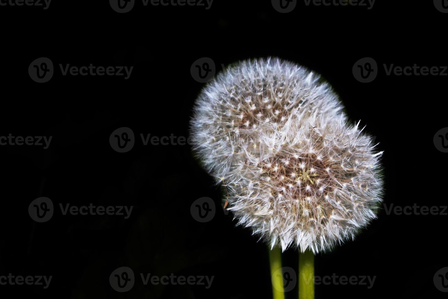 Dandelion flower on a black background. photo