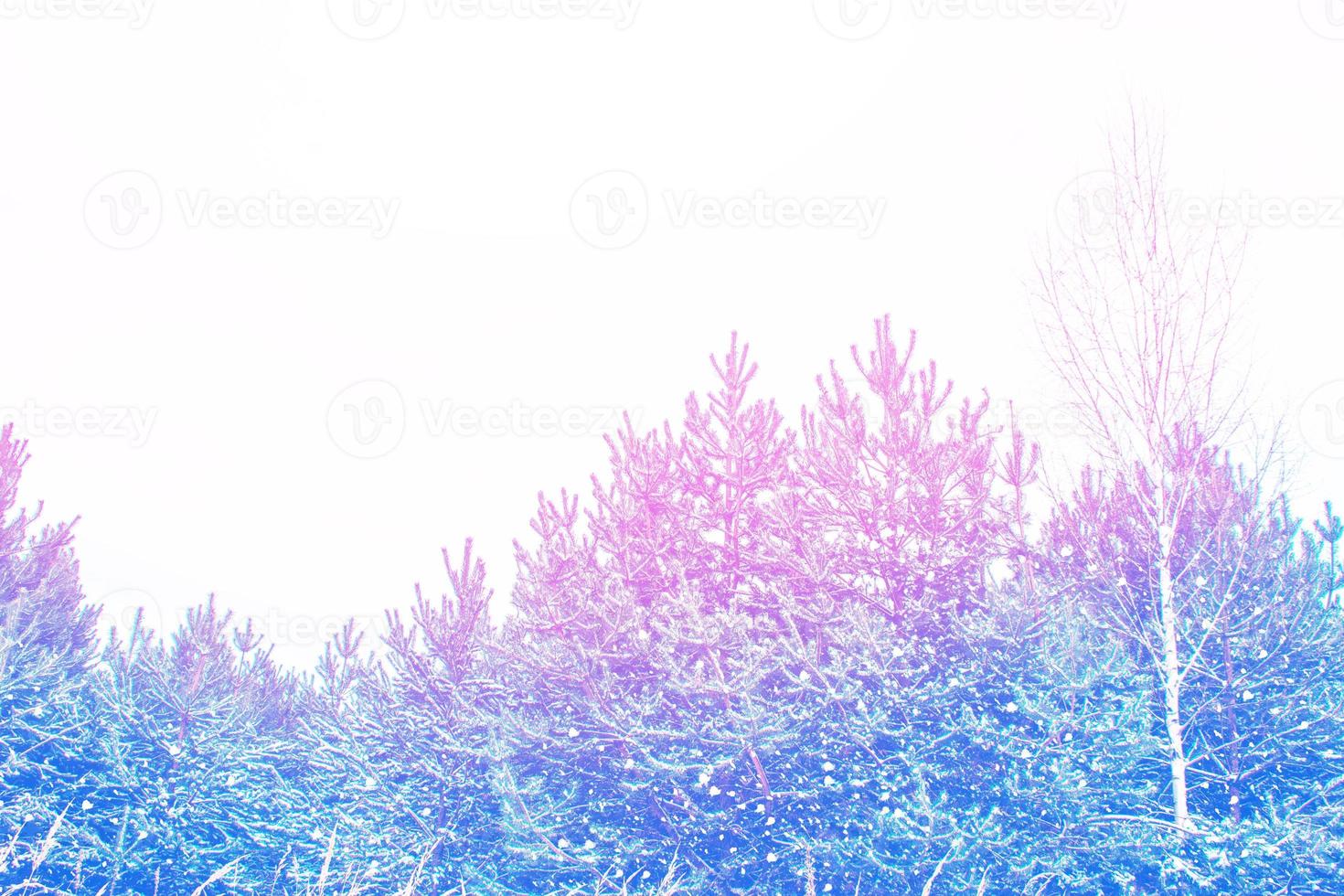 Frozen winter forest with snow covered trees. photo