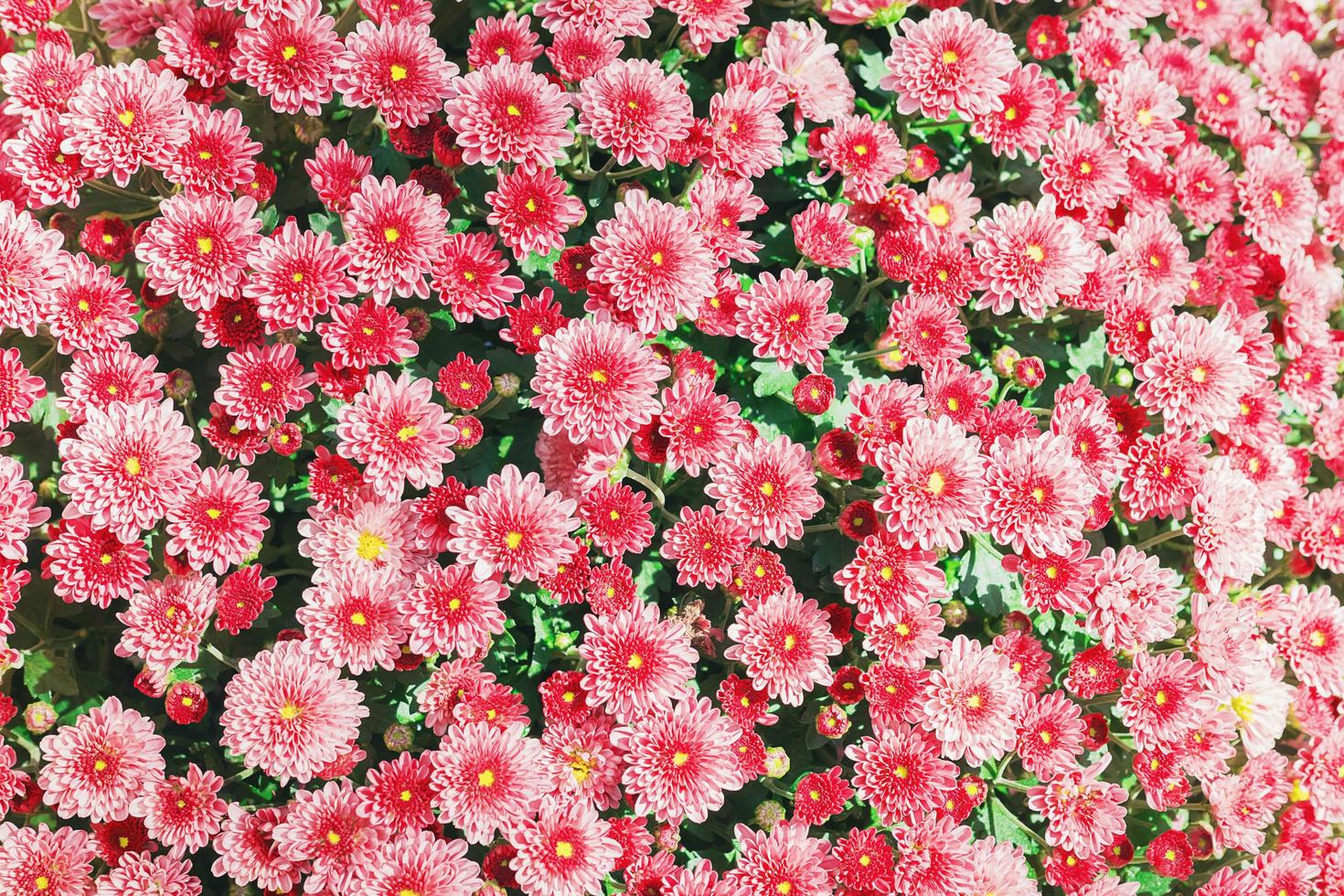 Pink flower garden background photo