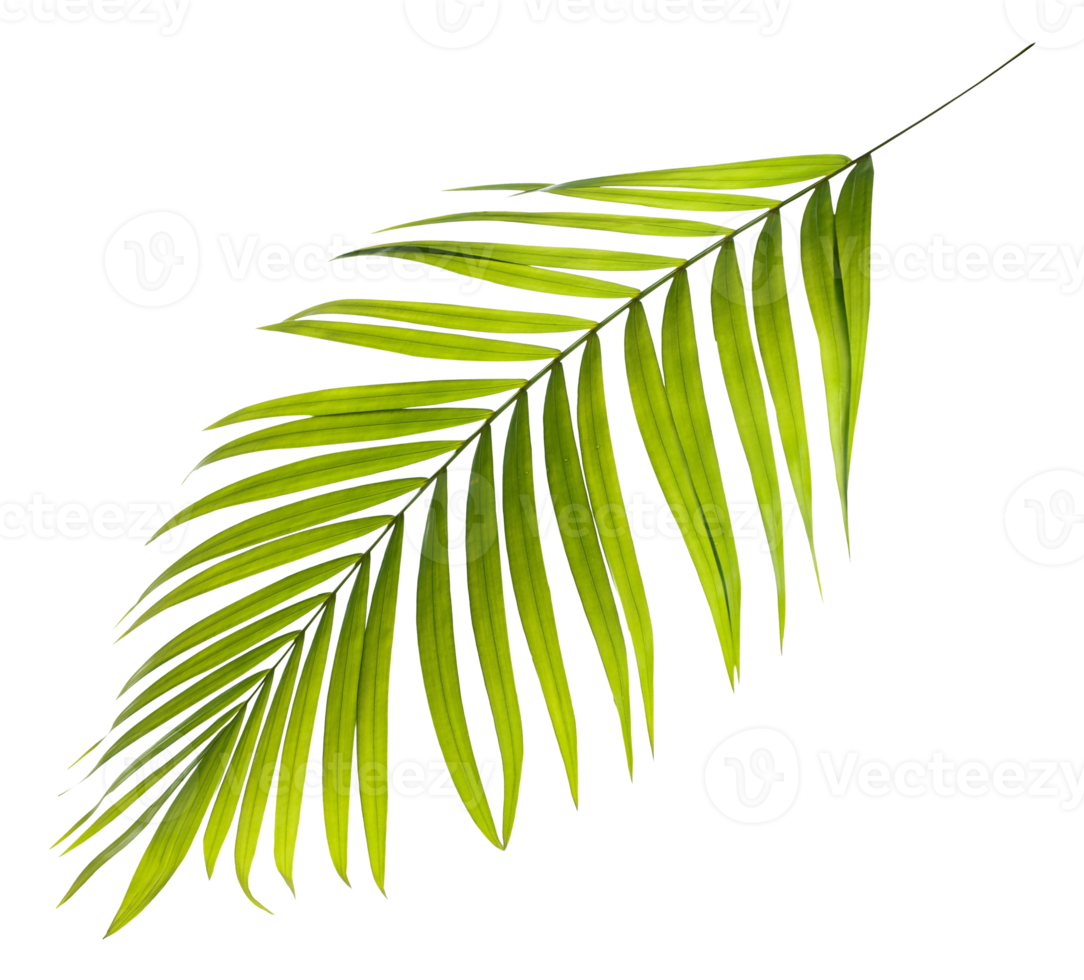Green leaf of palm tree on transparent background png file