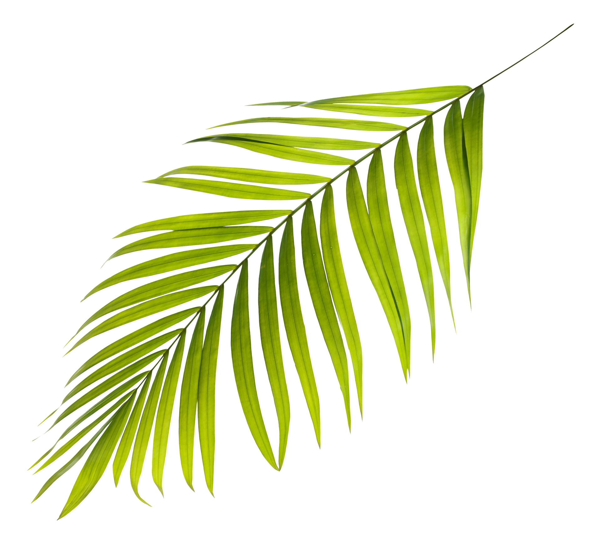 Palm Tree Leaf Pattern Vector