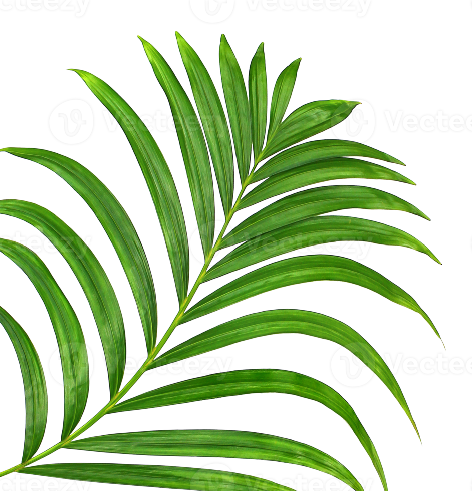 Green leaf of palm tree on transparent background png file