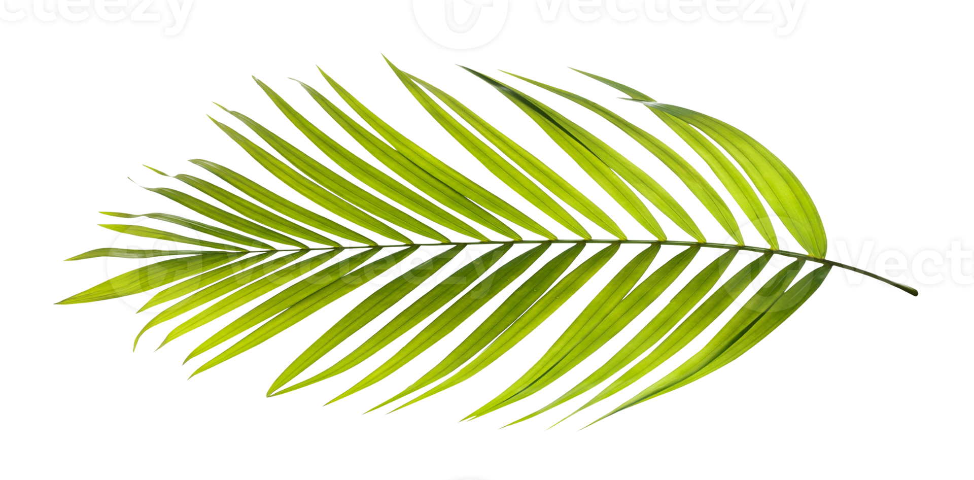 grönt blad av palmträd på transparent bakgrund png-fil png