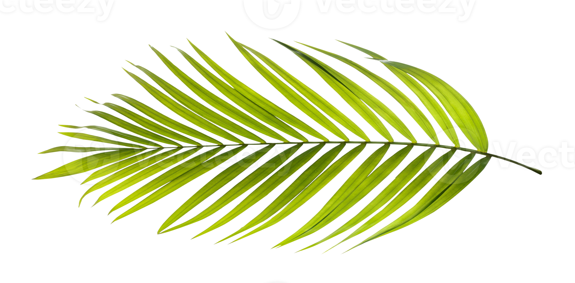 Green leaf of palm tree on transparent background png file