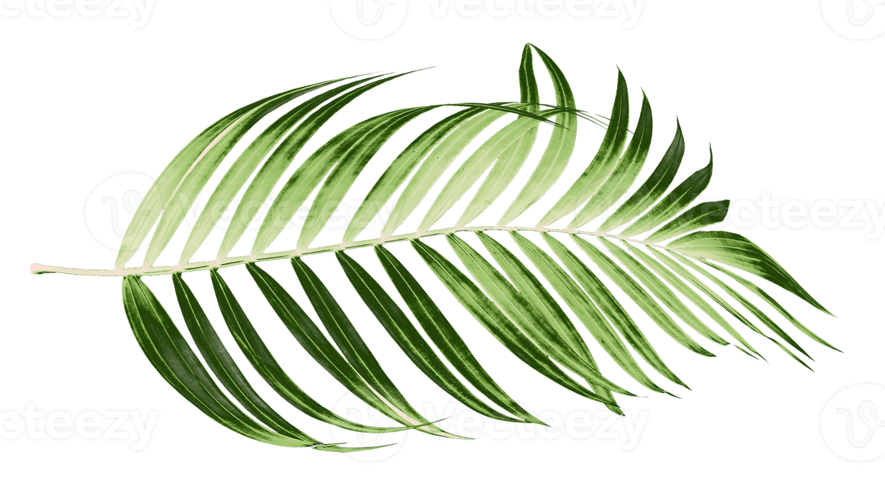 Green leaves of palm tree on transparent background png file