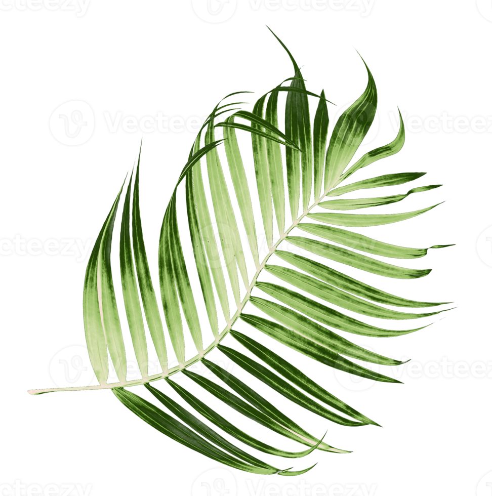 Green leaves of palm tree on transparent background png file