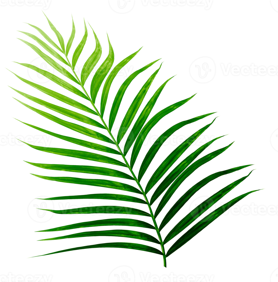 Green leaves of palm tree isolated on tranaparent background png file