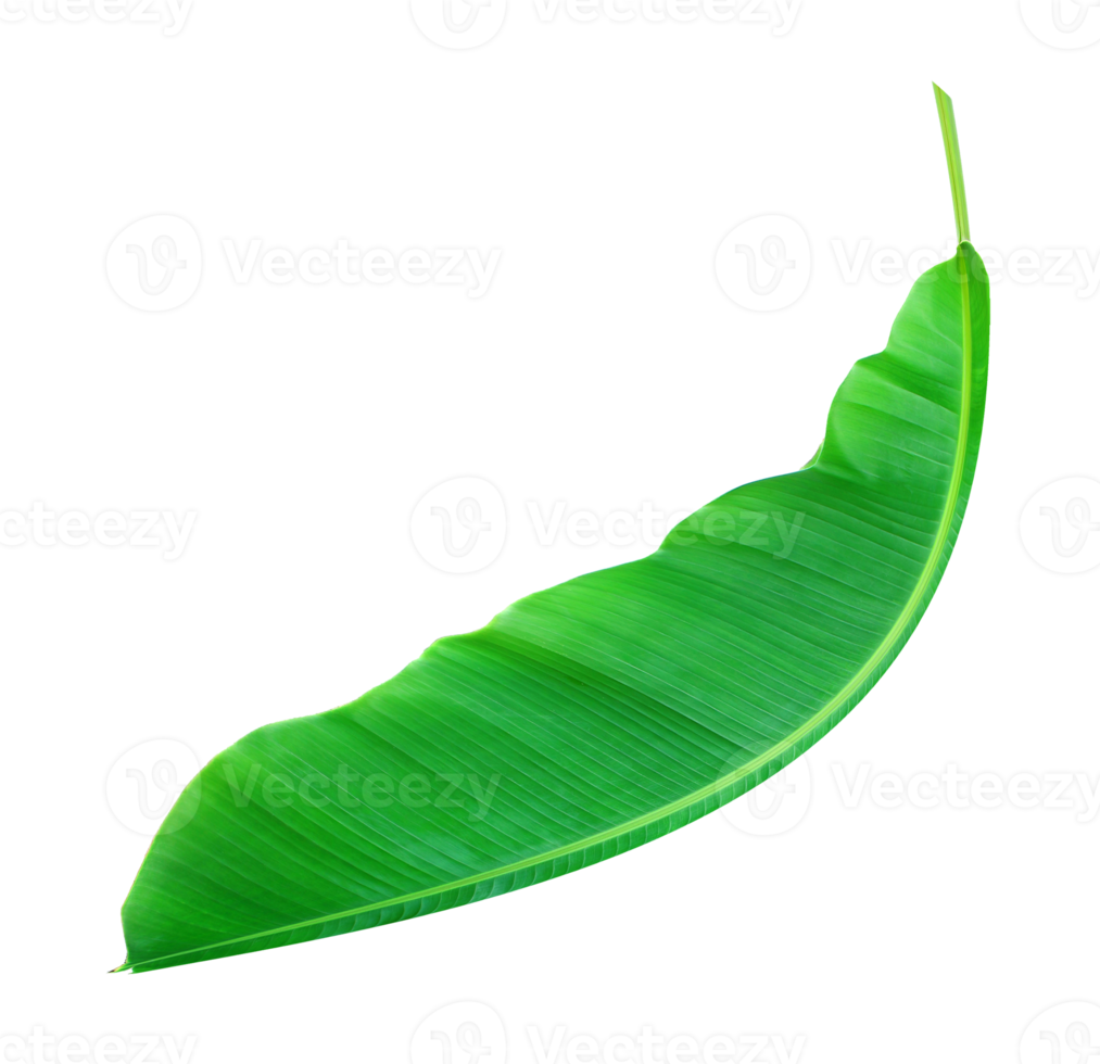 feuille-de-bananier-fress-sur-fond-transparent-fichier-png-9308997-png