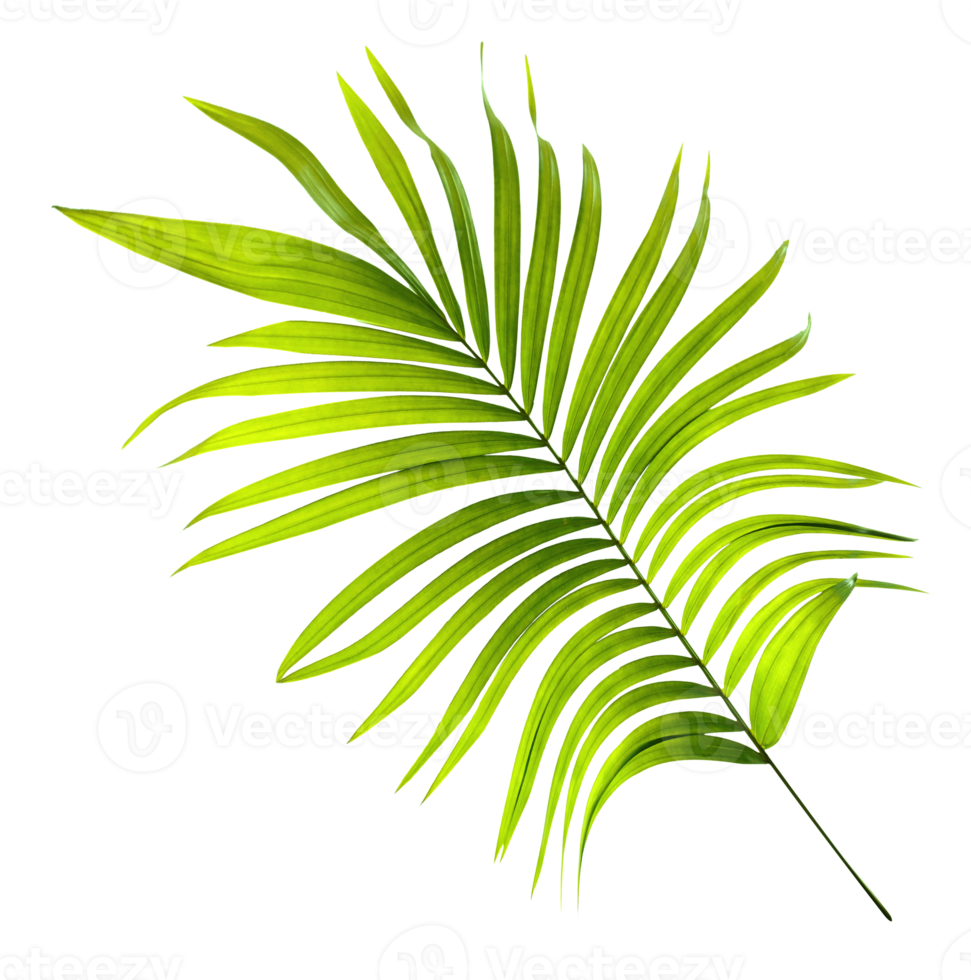 Green leaf of palm tree on transparent background png file