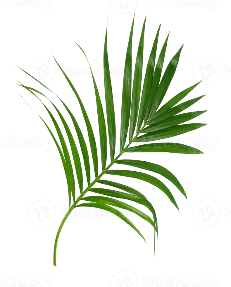 Green leaf of palm tree isolated on transparent background png file