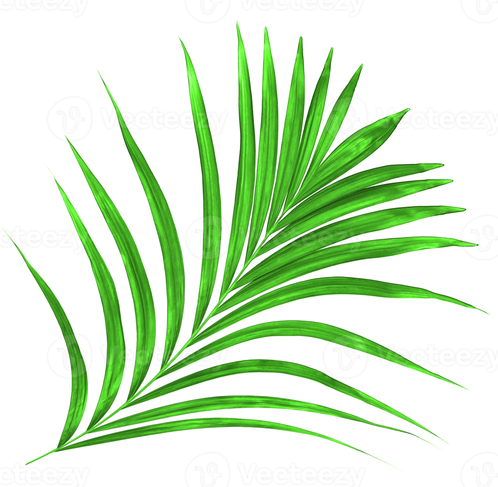 Green leaf of palm tree on transparent background png file