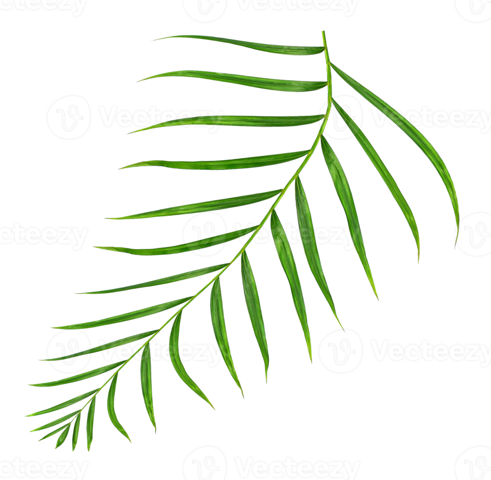 Green leaf of palm tree isolated on transparent background png file