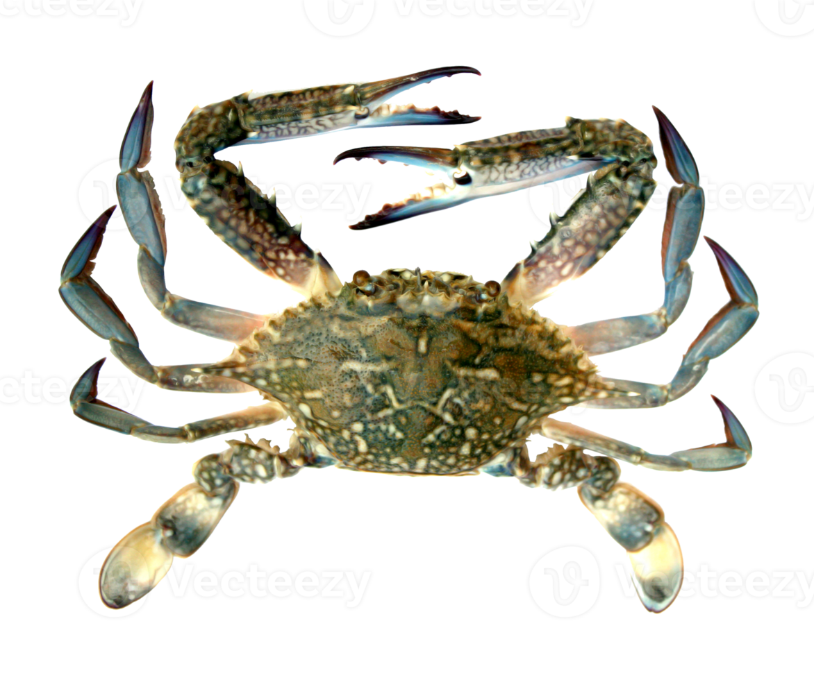 Blue crab isolated on transparent background png file