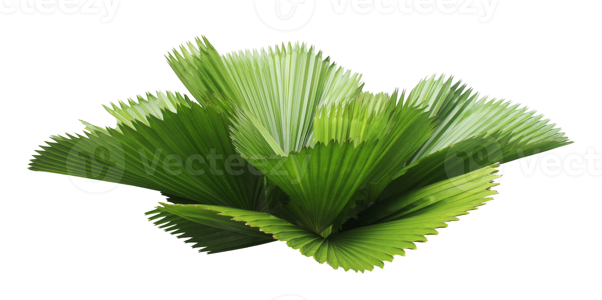 leaves of palm tree isolated on transparent background png file
