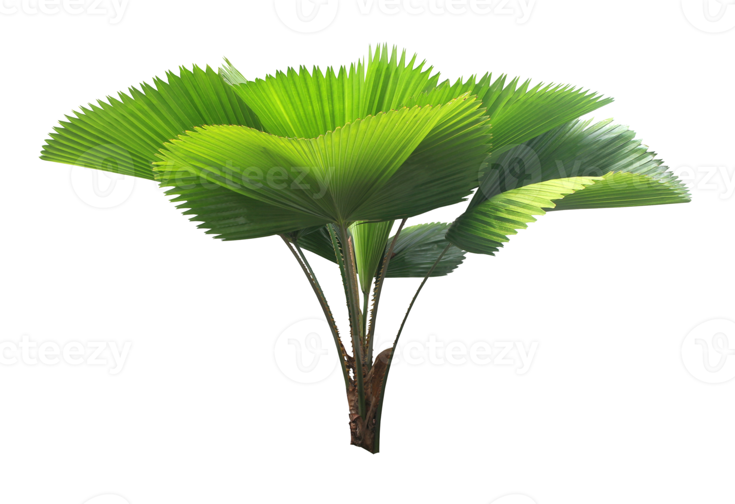 leaves of palm tree isolated on transparent background png file