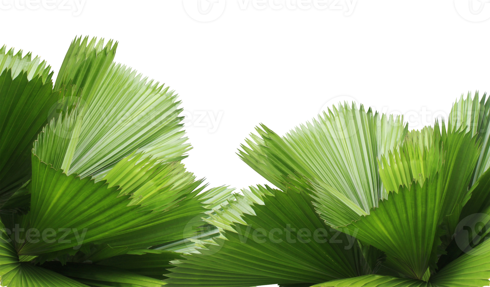 leaves of palm tree isolated on transparent background png file