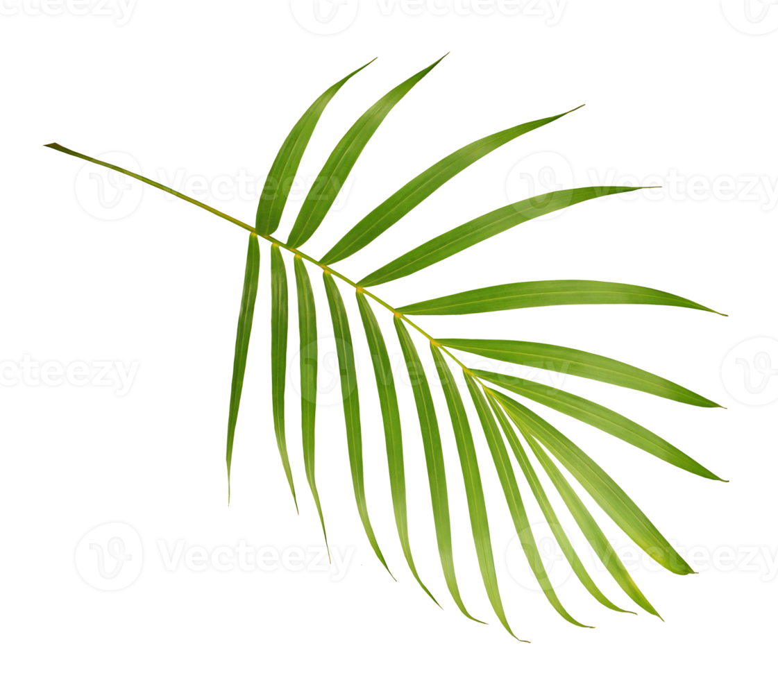 palm tree leaf on transparent background png file