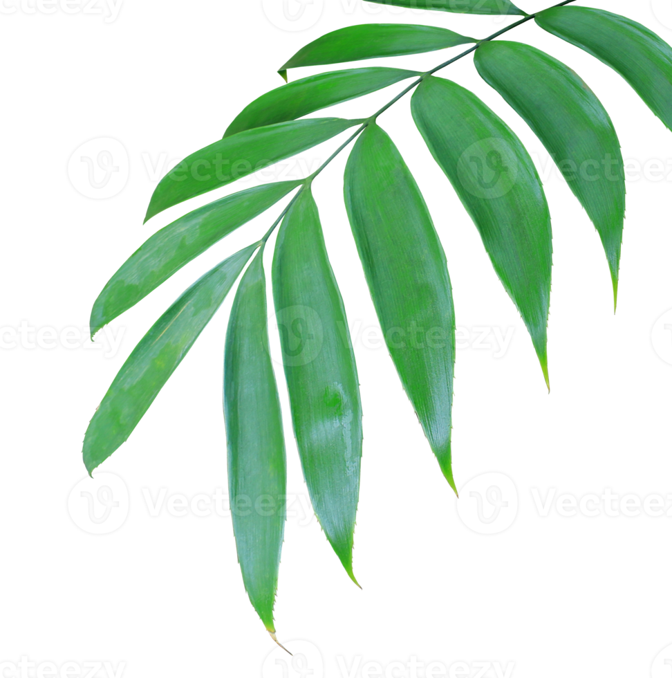 green palm leaf isolated on transparent background png file