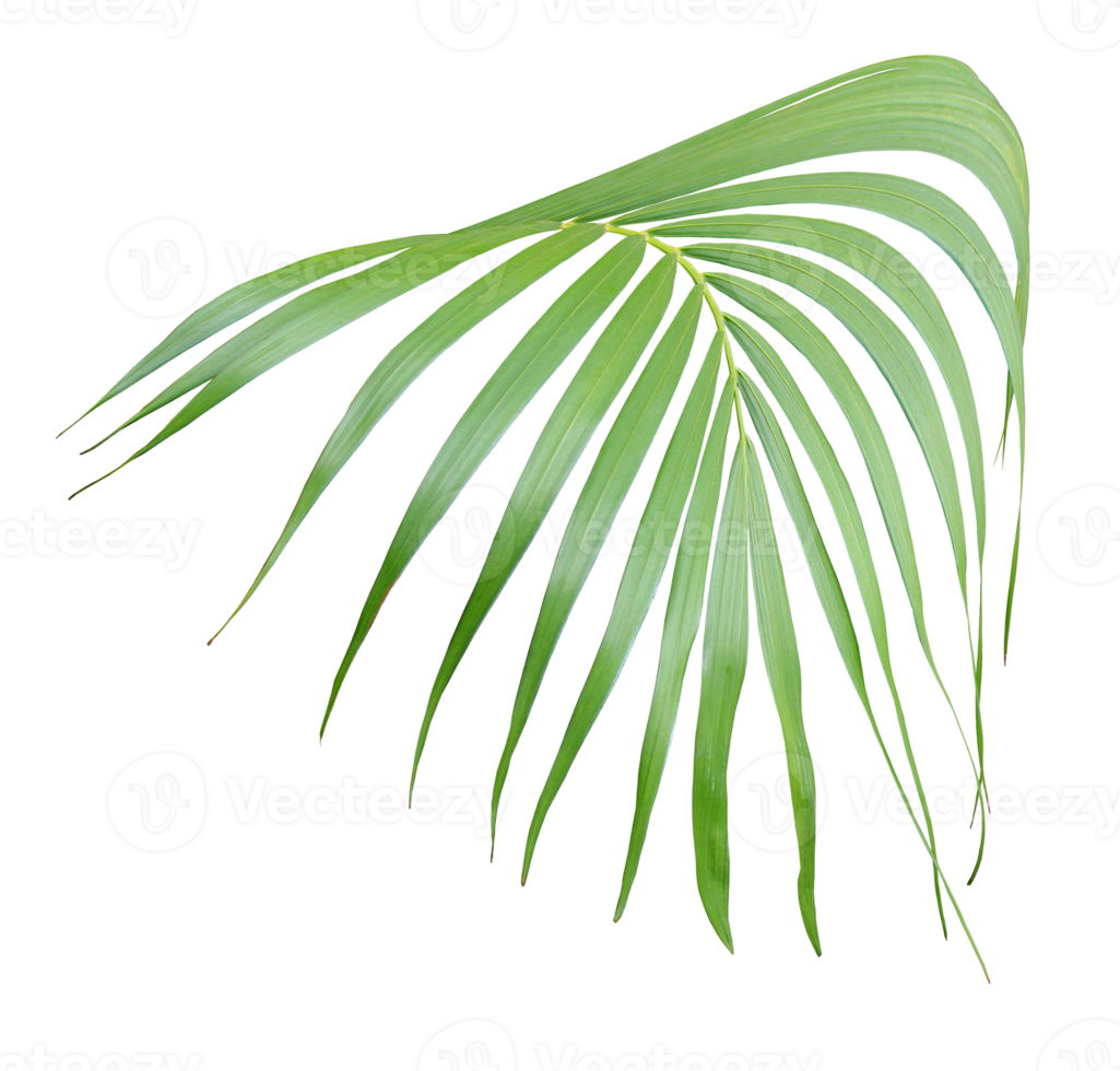 tropical green palm leaf isolated on transparent for summer background png file