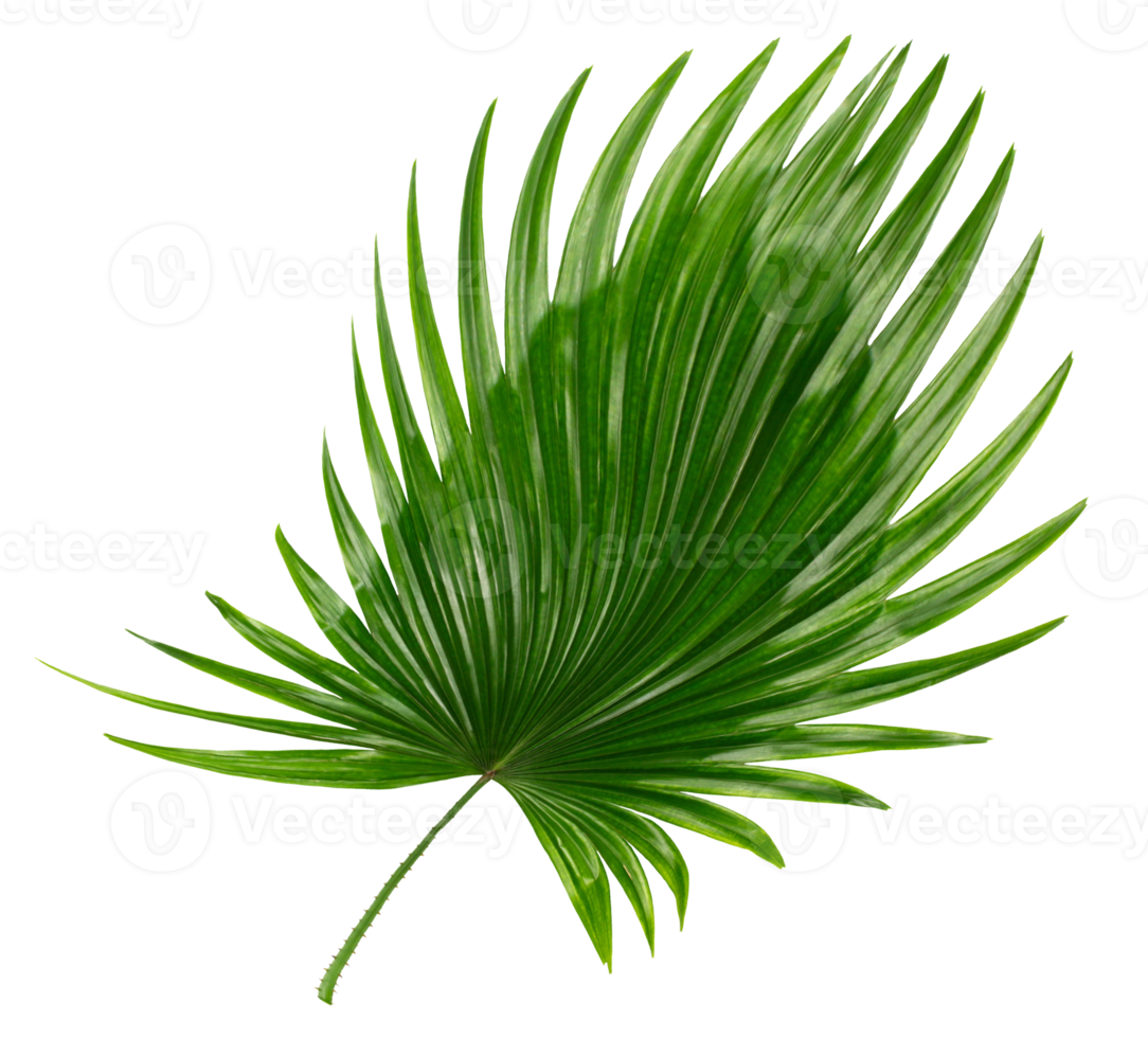 palm tree leaf on transparent background png file