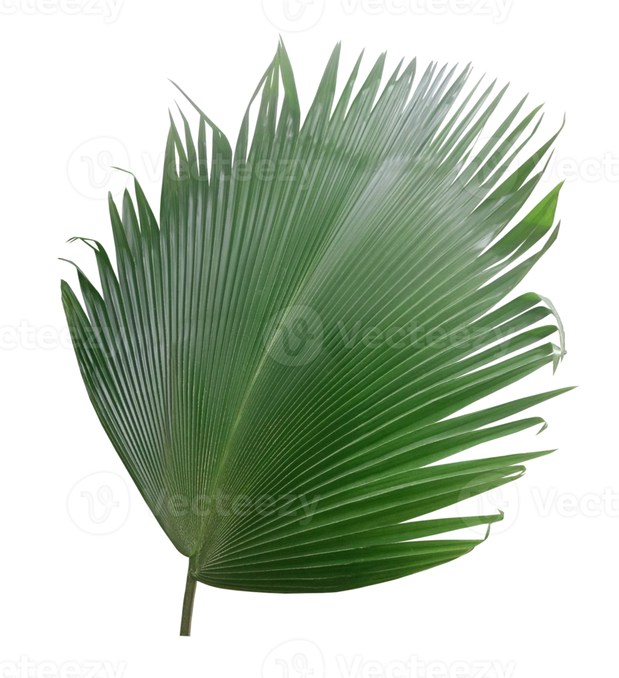 palm tree leaf on transparent background png file