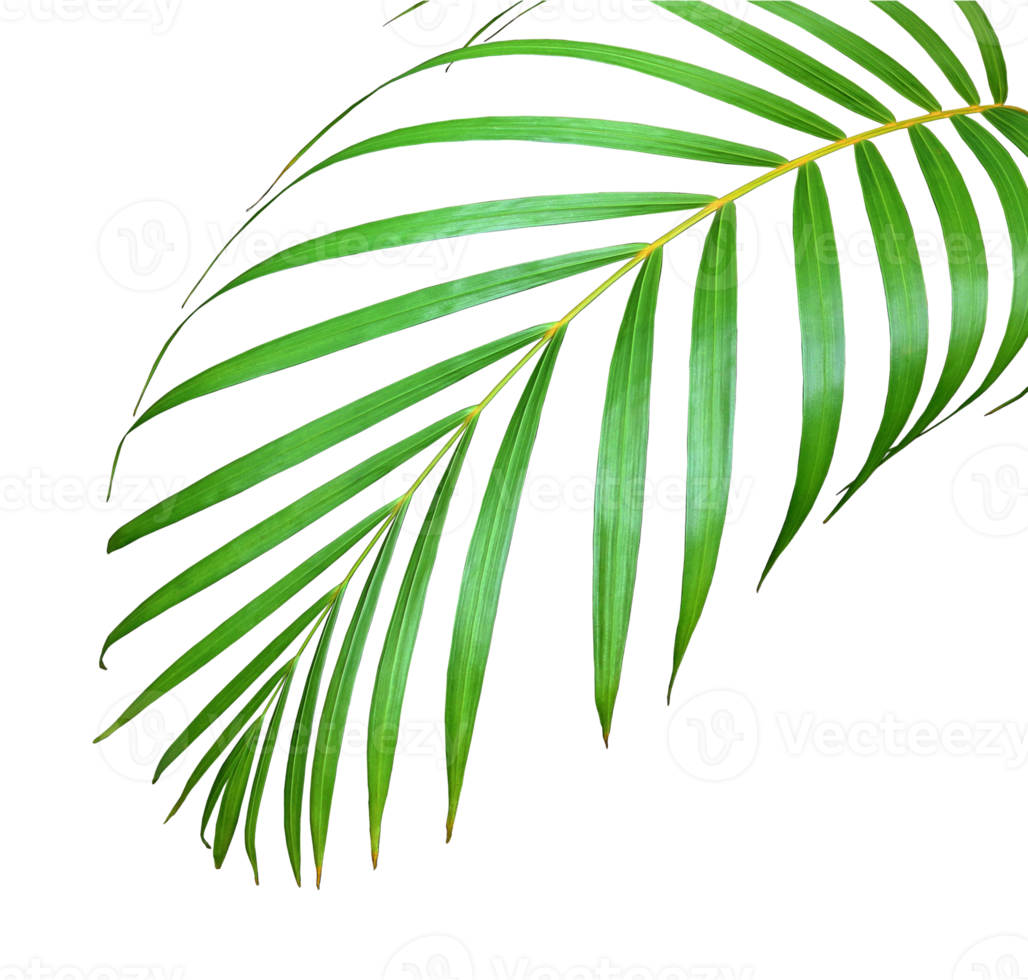 palm tree leaf on transparent background png file