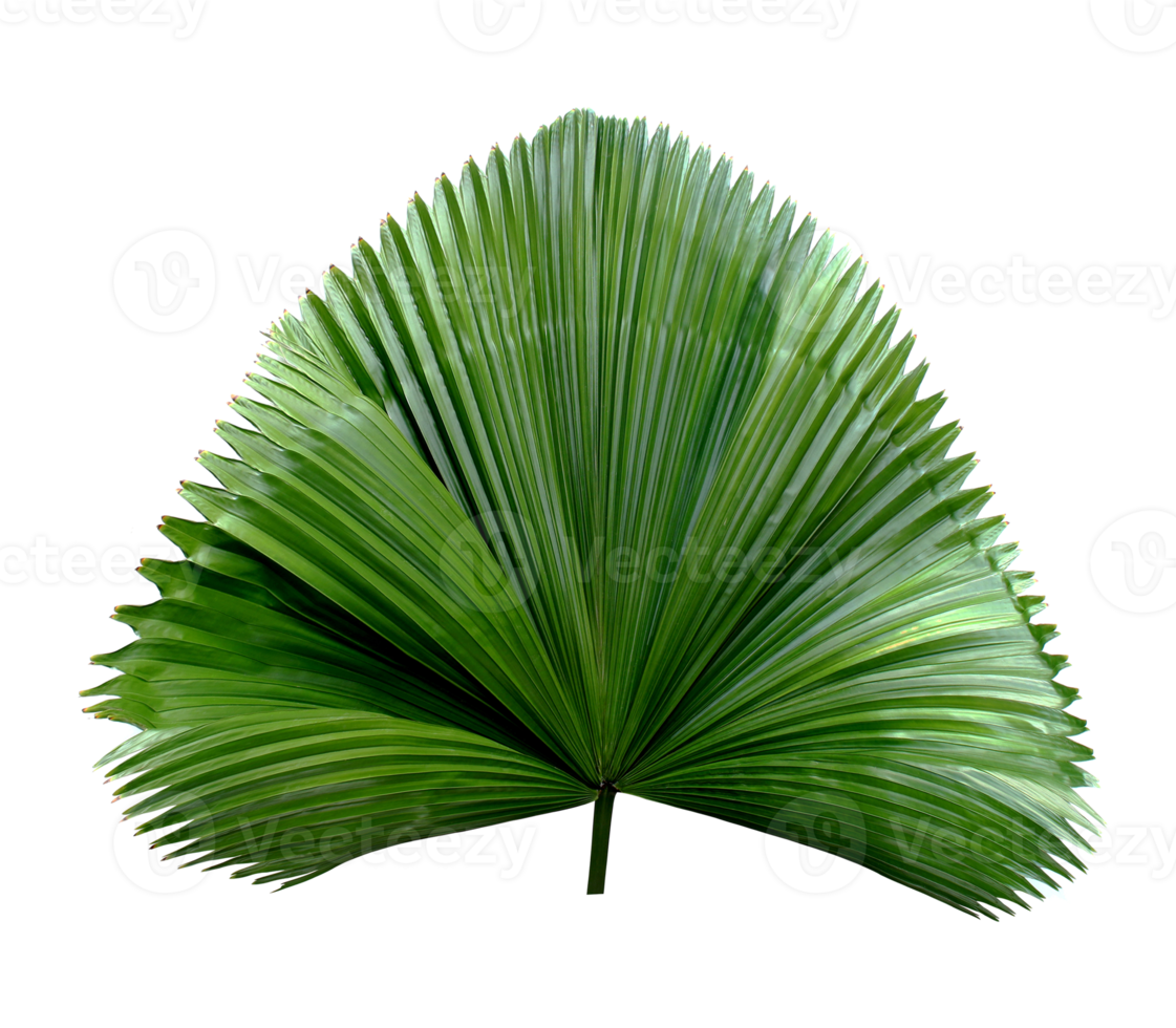 tropical green blowing palm leaf isolated on transparent background png file