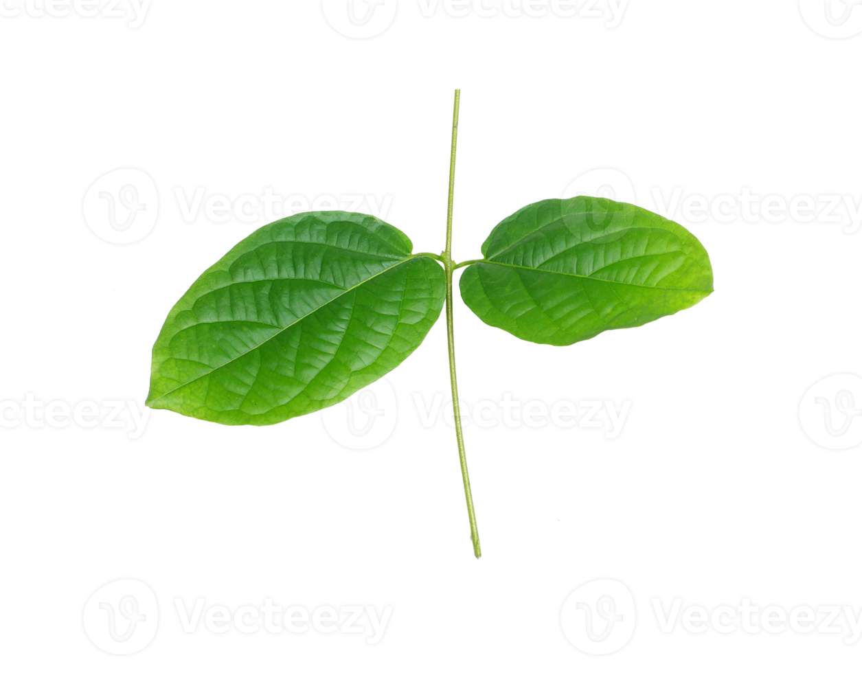 stalk green leaf isolated on transparent background png file
