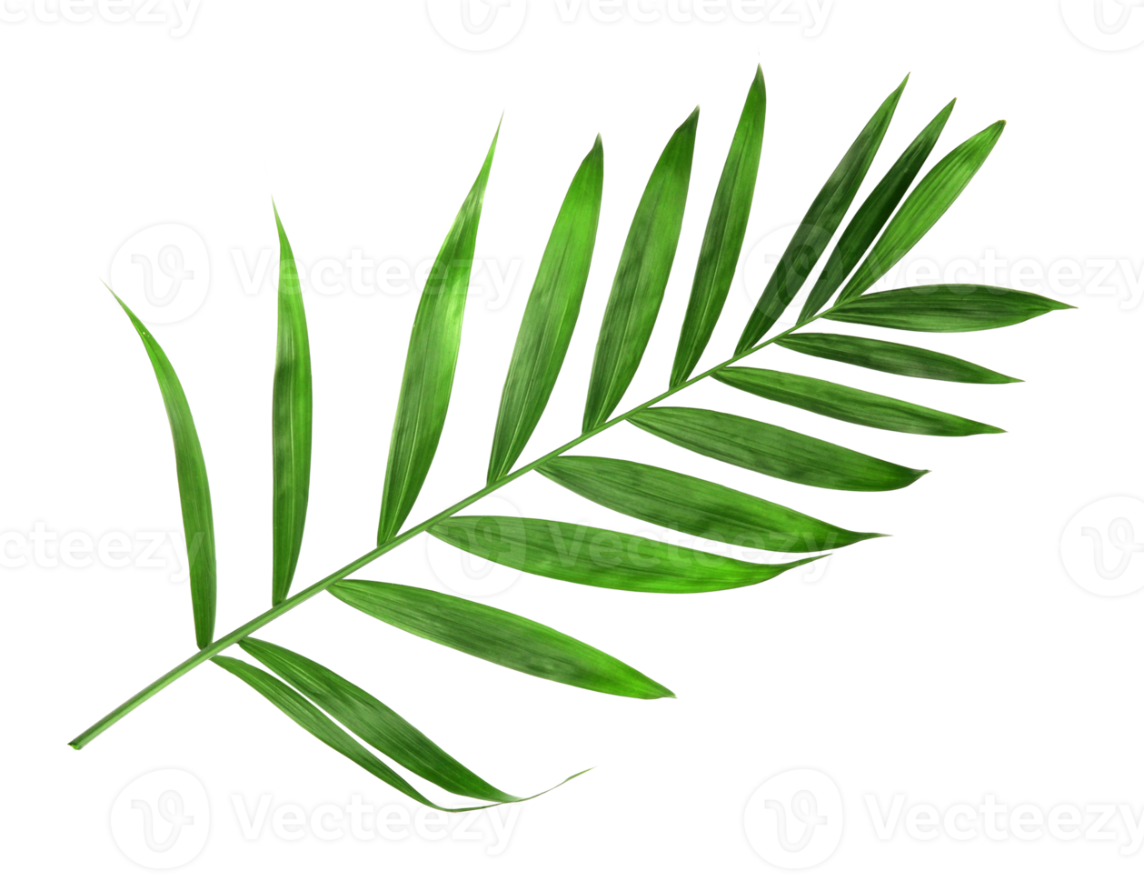 foglia di palma verde natura tropicale isolata su file png di sfondo trasparente