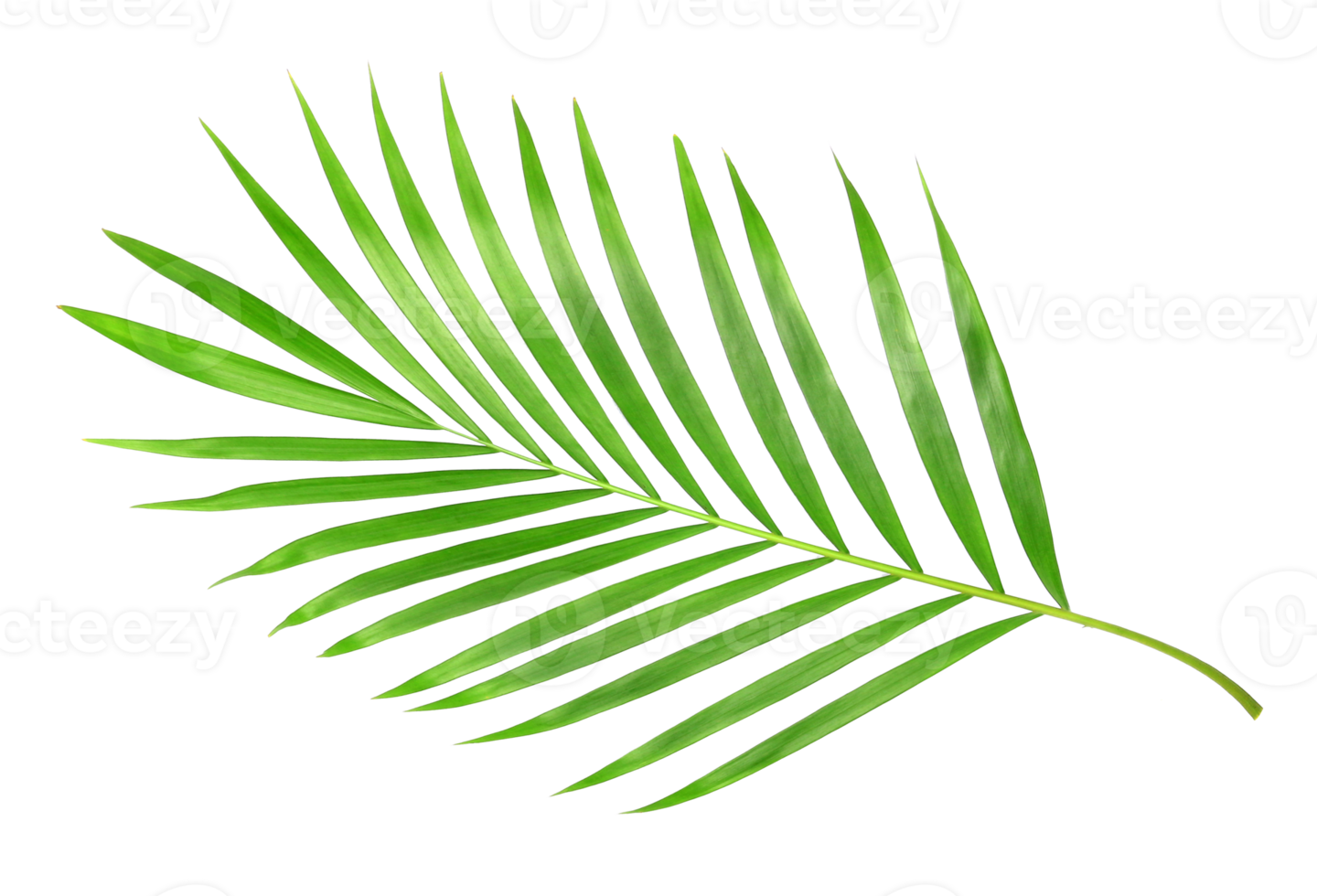 tropisches naturgrünes palmblatt lokalisiert auf transparentem musterhintergrund png-datei png