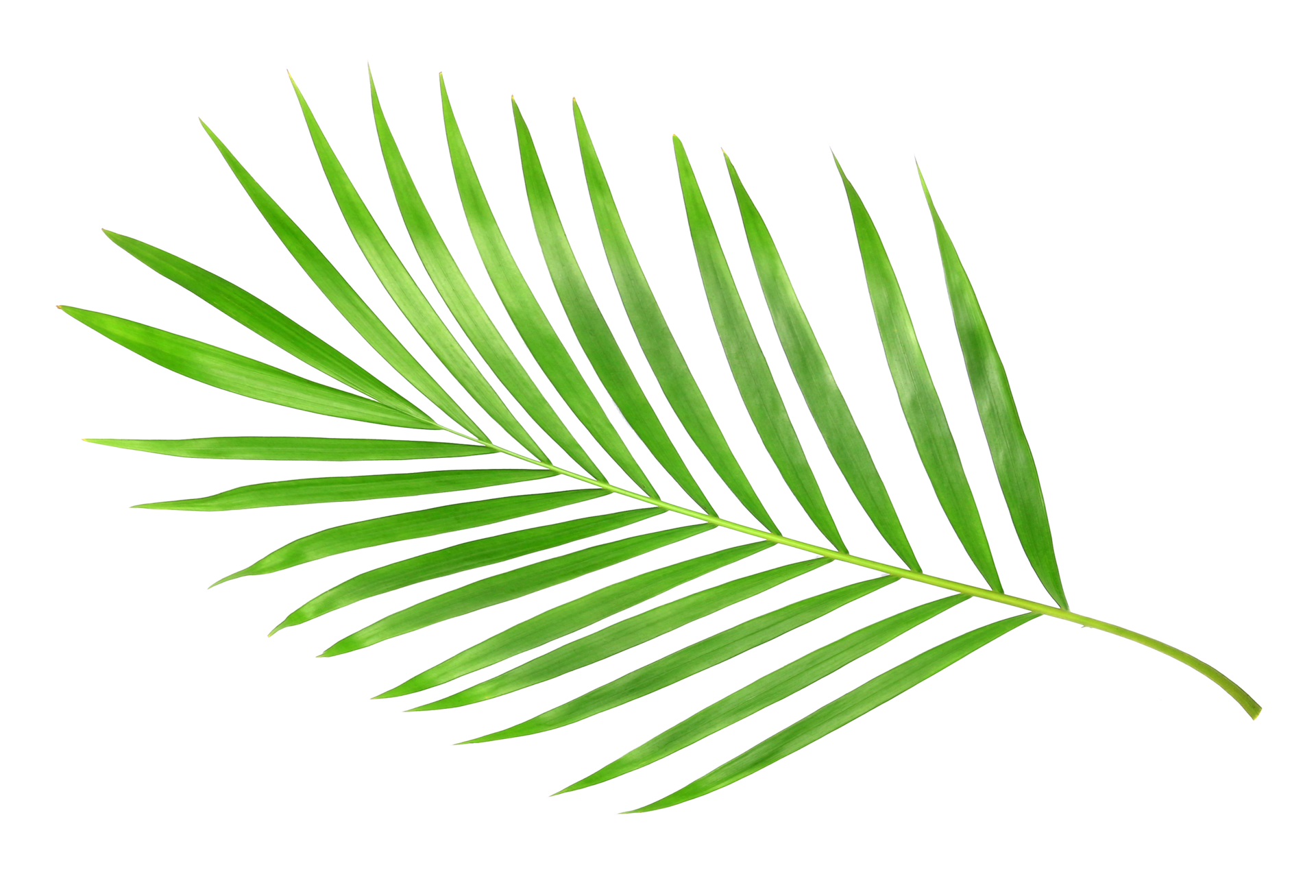 tropical nature green palm leaf isolated on transparent pattern ...